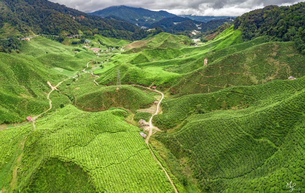 The almost endless tea fields of The Cameroon Highlands, Malaysia.