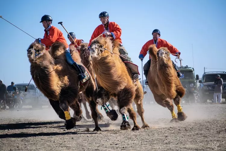 The start of a game of Camel Polo