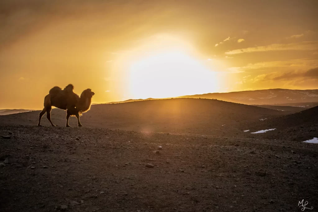 A roaming camel during sunset