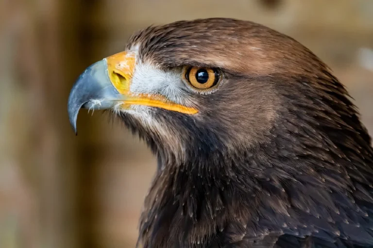 The majestic golden eagle.