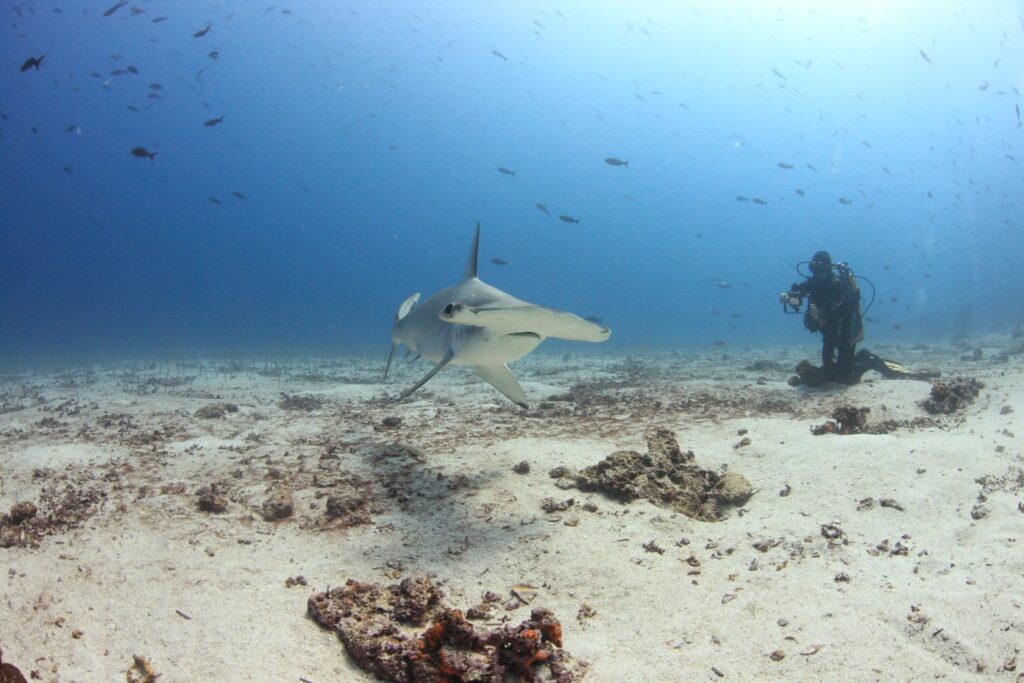 Hammer heads are a common visitor to Sipadan