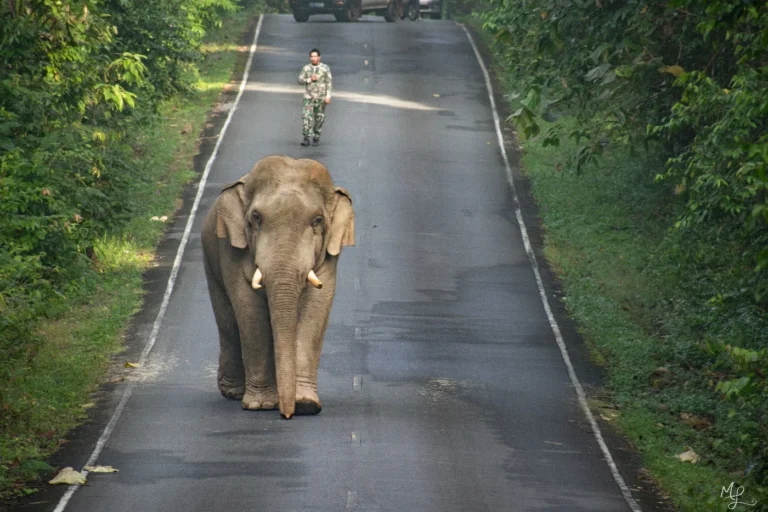 We finally managed to see an elephant