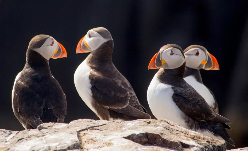 AnyConv.com puffins 2034713 1920