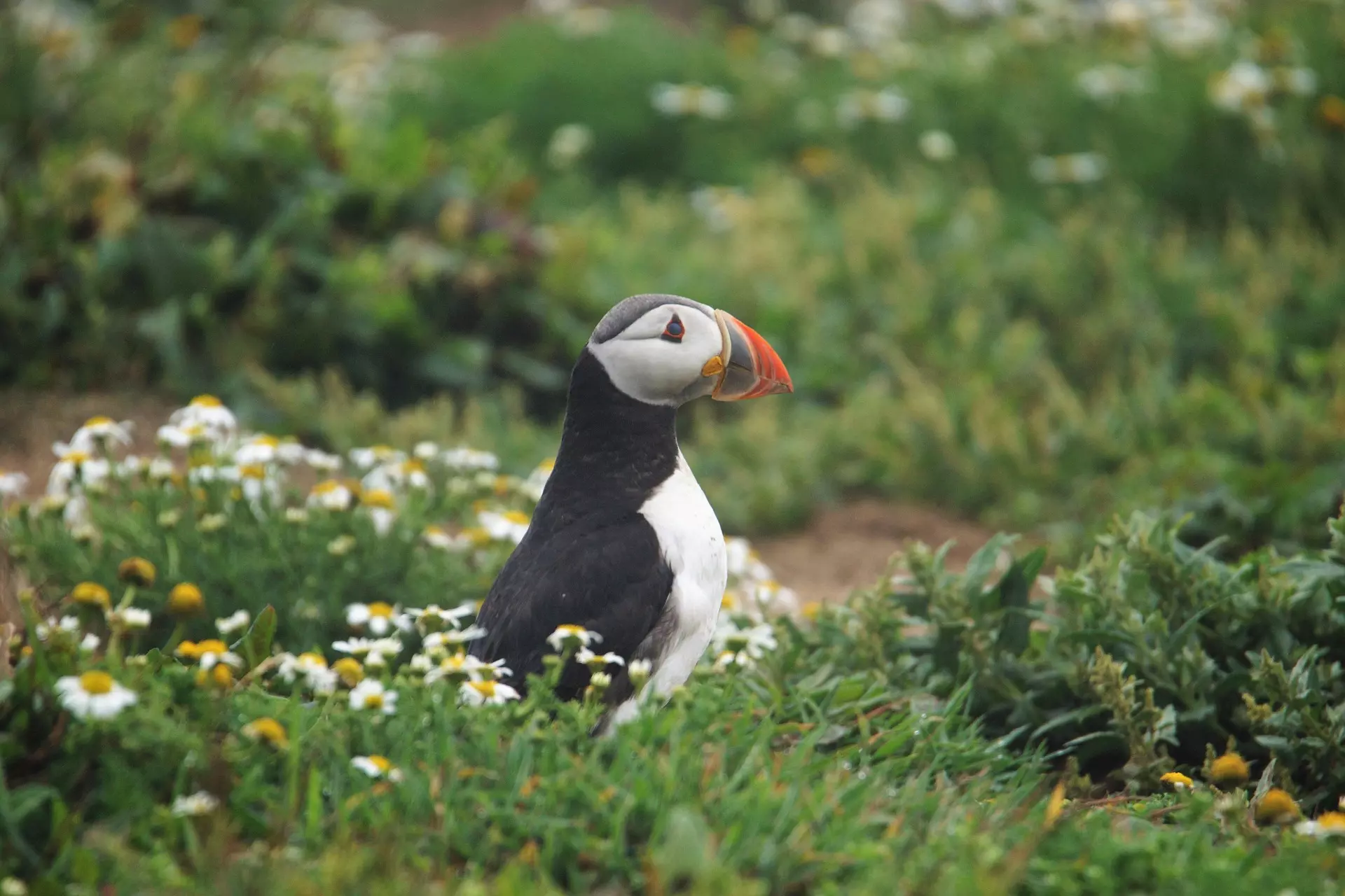 Skomer Island 2