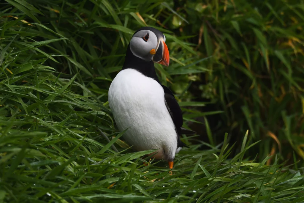Skomer Island 6