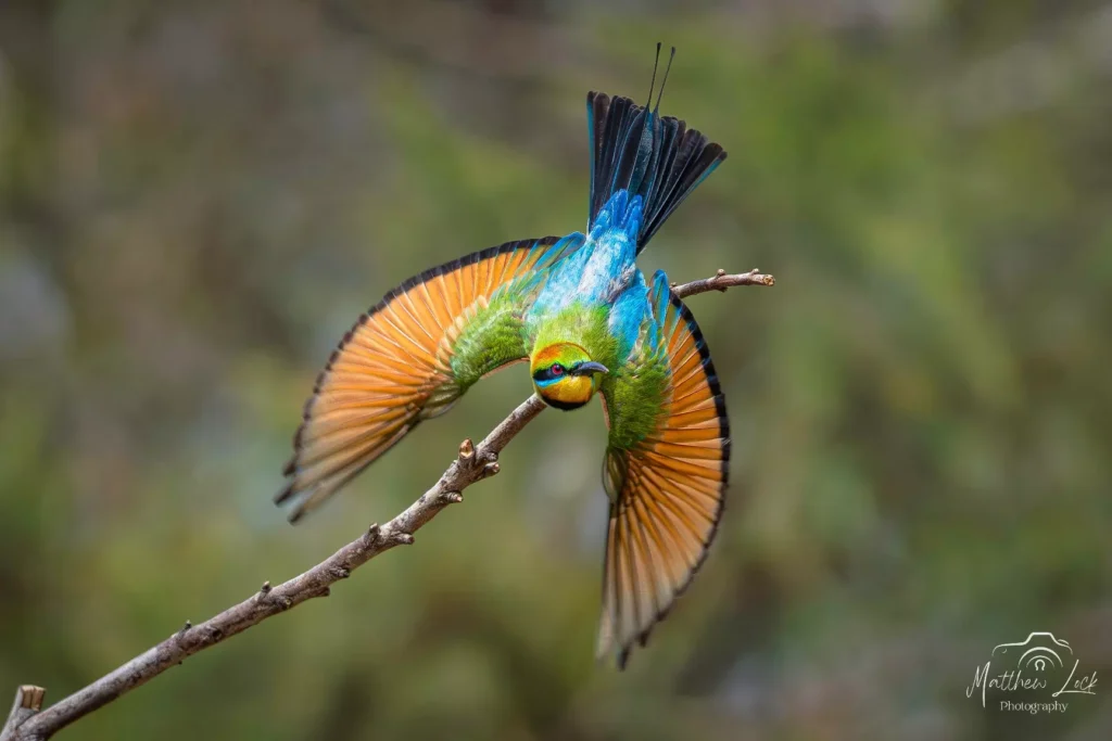 AnyConv.com Australia 156